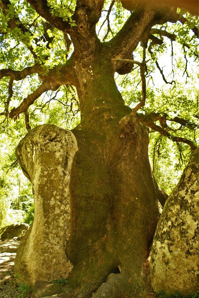 Chêne aux rochers