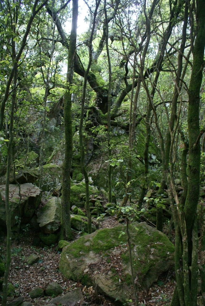 Forêt de Bonifatu