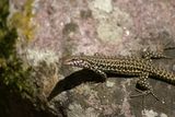 Un lézard - © Kalysteo.com