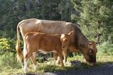 Une vache et son petit - © Kalysteo.com