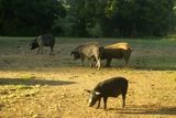 Cochons sauvages près de Vico - © Kalysteo.com