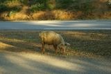 Cochon sauvage près de Vico - © Kalysteo.com