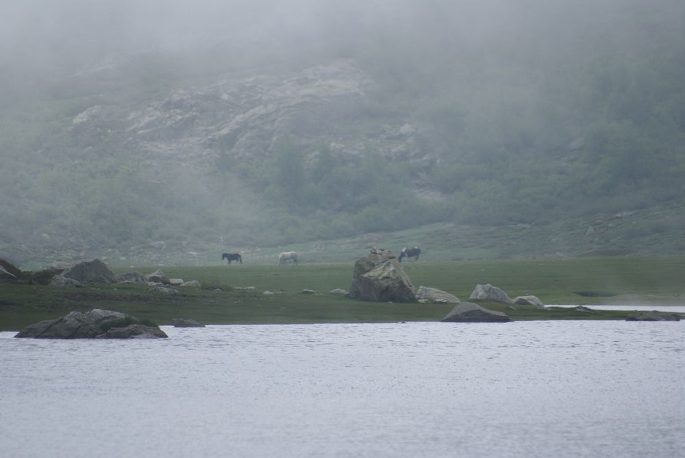 Chevaux près du lac de Nino