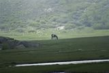 Cheval près du lac de Nino - © Kalysteo.com