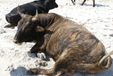 Un taureau sur la plage du Lodu Un taureau sur la plage du Lodu