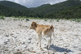 Un veau sur la plage du Lodu Un veau sur la plage du Lodu