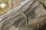 Un lézard Un lézard