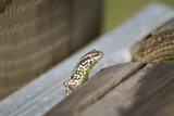 Un lézard Un lézard