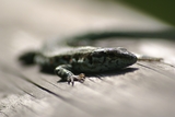 Un lézard Un lézard